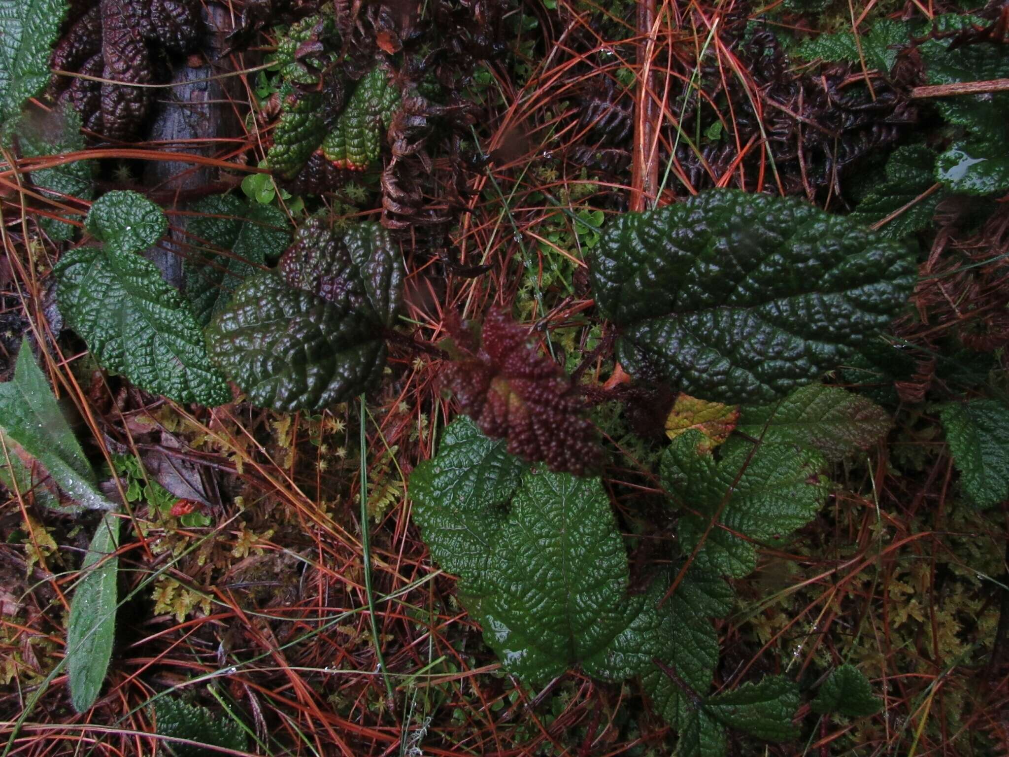 Image of Rubus acanthophyllos Focke