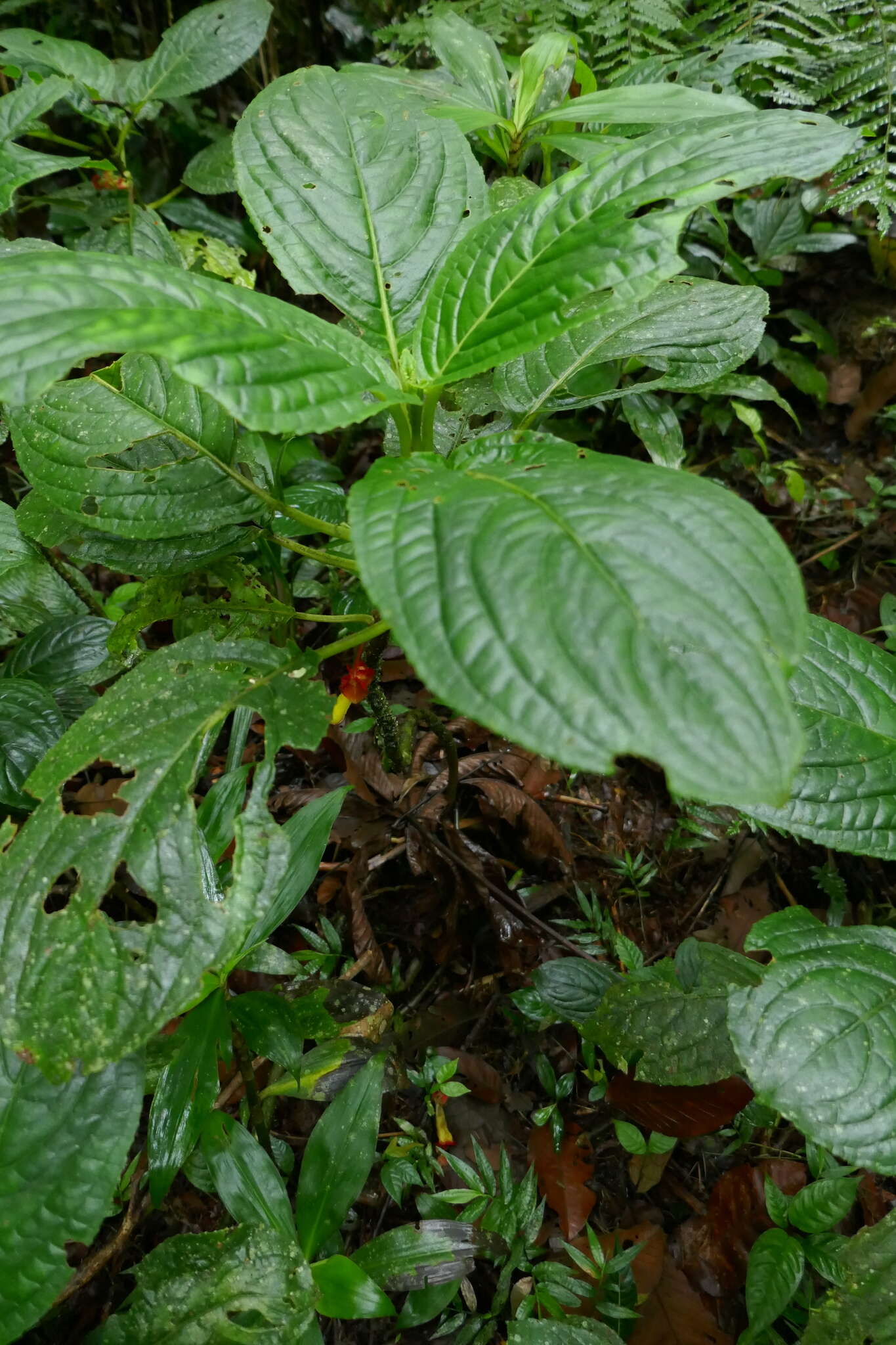 Image of Glossoloma tetragonoides (Mansf.) J. L. Clark