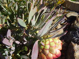 Image of Protea effusa E. Mey. ex Meissn.