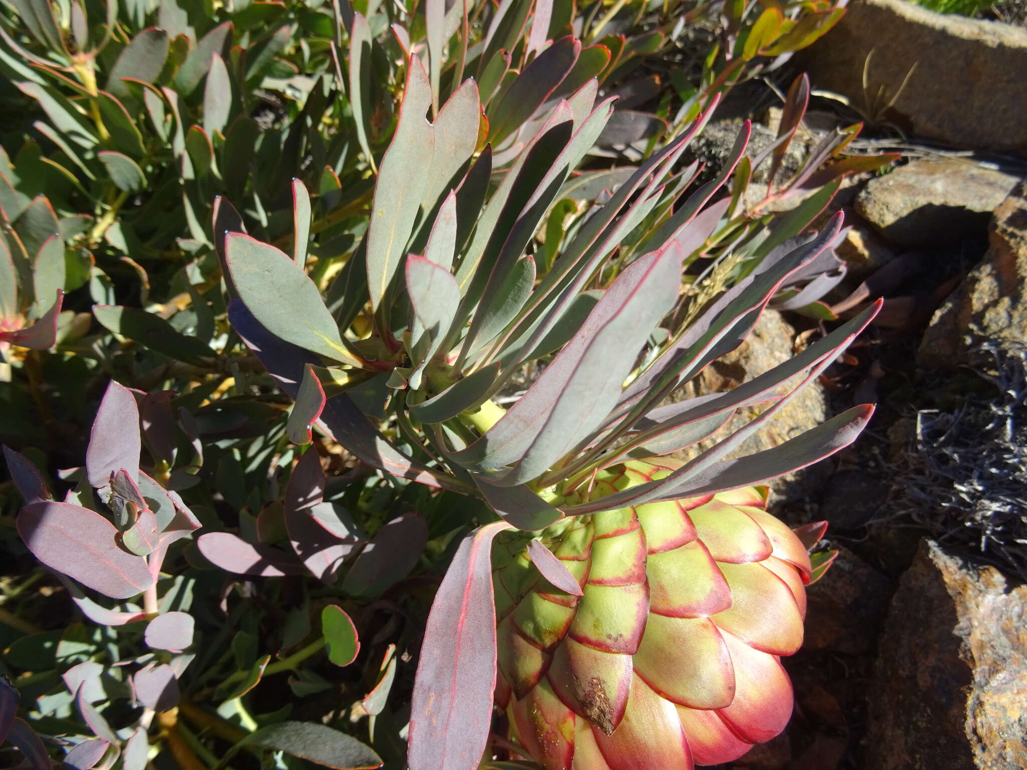 Image of Protea effusa E. Mey. ex Meissn.