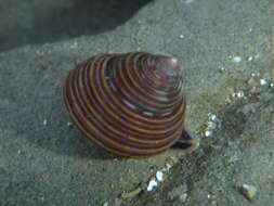 Image of Blue Top Snail