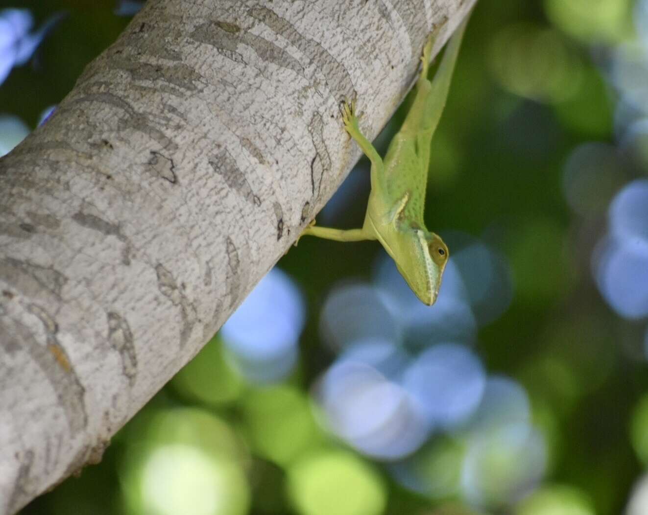 Слика од Anolis noblei Barbour & Shreve 1935