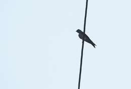 Image of White-thighed Swallow