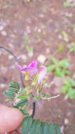 Imagem de Tephrosia multifolia Rose