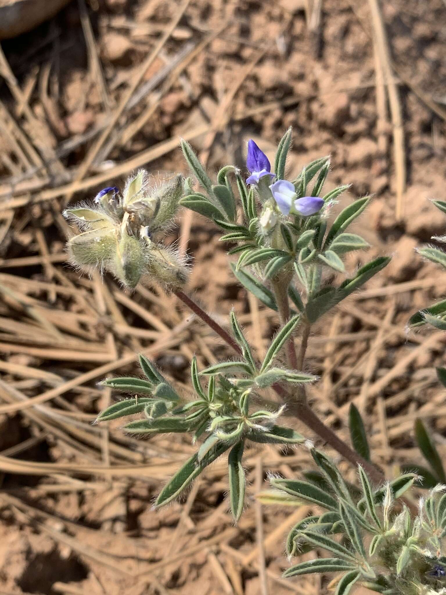 Plancia ëd Lupinus kingii S. Watson