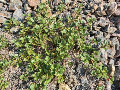 Image of Ribes fragrans Pall.