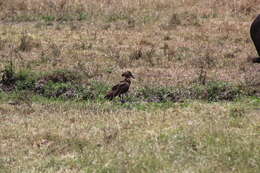 Image of hamerkop