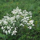 Image of Crambe steveniana Rupr.