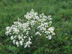 Image of Crambe steveniana Rupr.