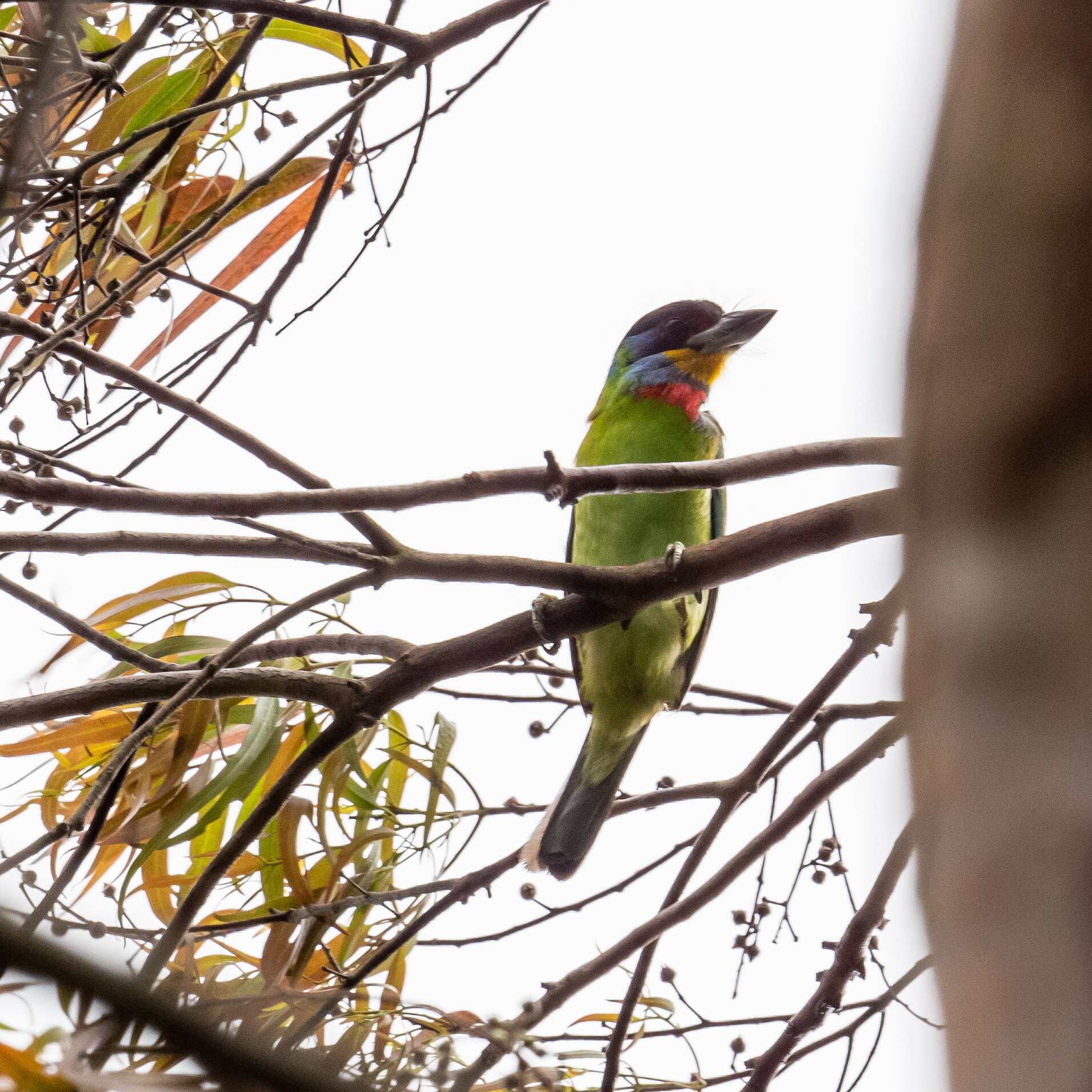 Image of Chinese Barbet