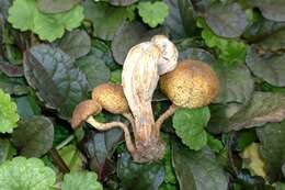 Pholiota angustipes (Peck) Sacc. 1887 resmi