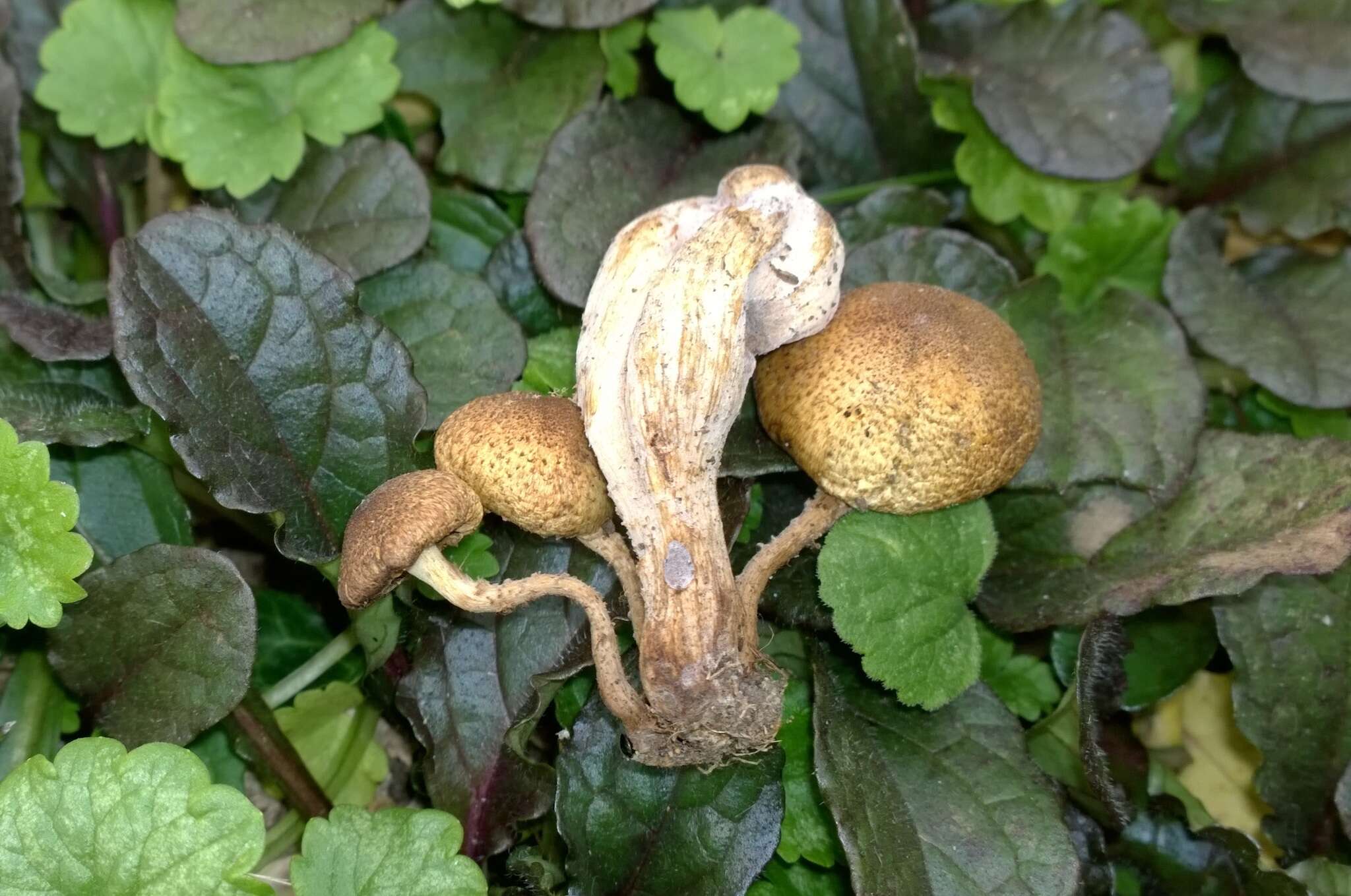 Pholiota angustipes (Peck) Sacc. 1887 resmi