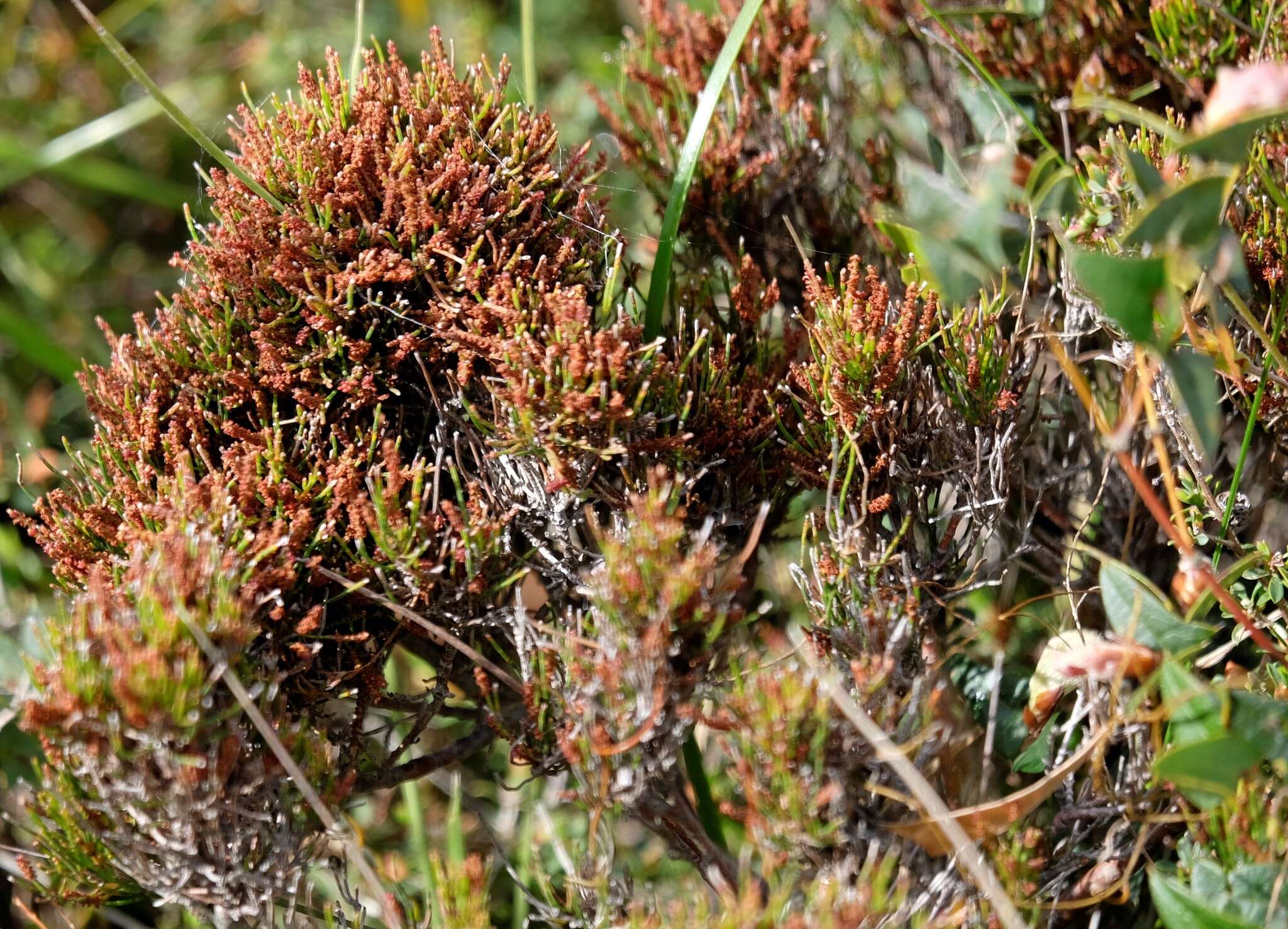 Image of Allocasuarina misera L. A. S. Johnson