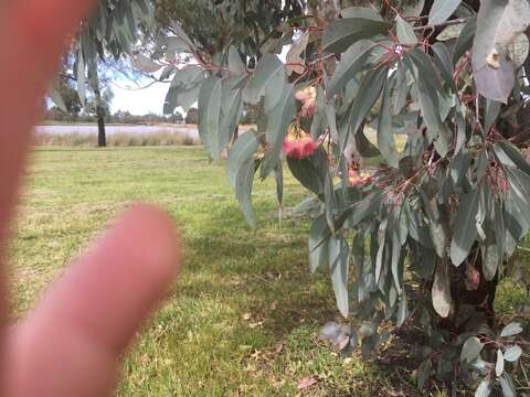 Слика од Eucalyptus sideroxylon A. Cunn. ex Woolls