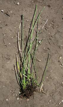 Image of variegated horsetail