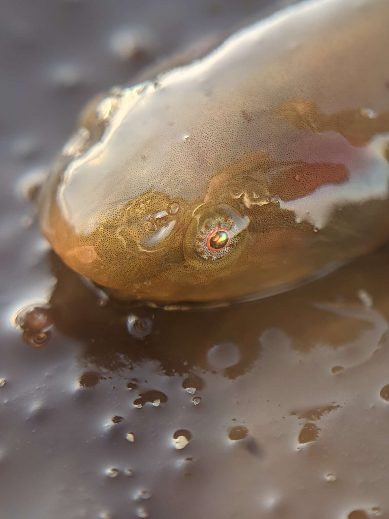 Image of Slender clingfish