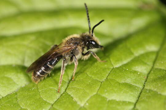 Image of Banks' Andrena