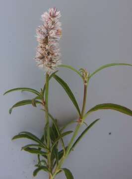 Image of Silky Burweed