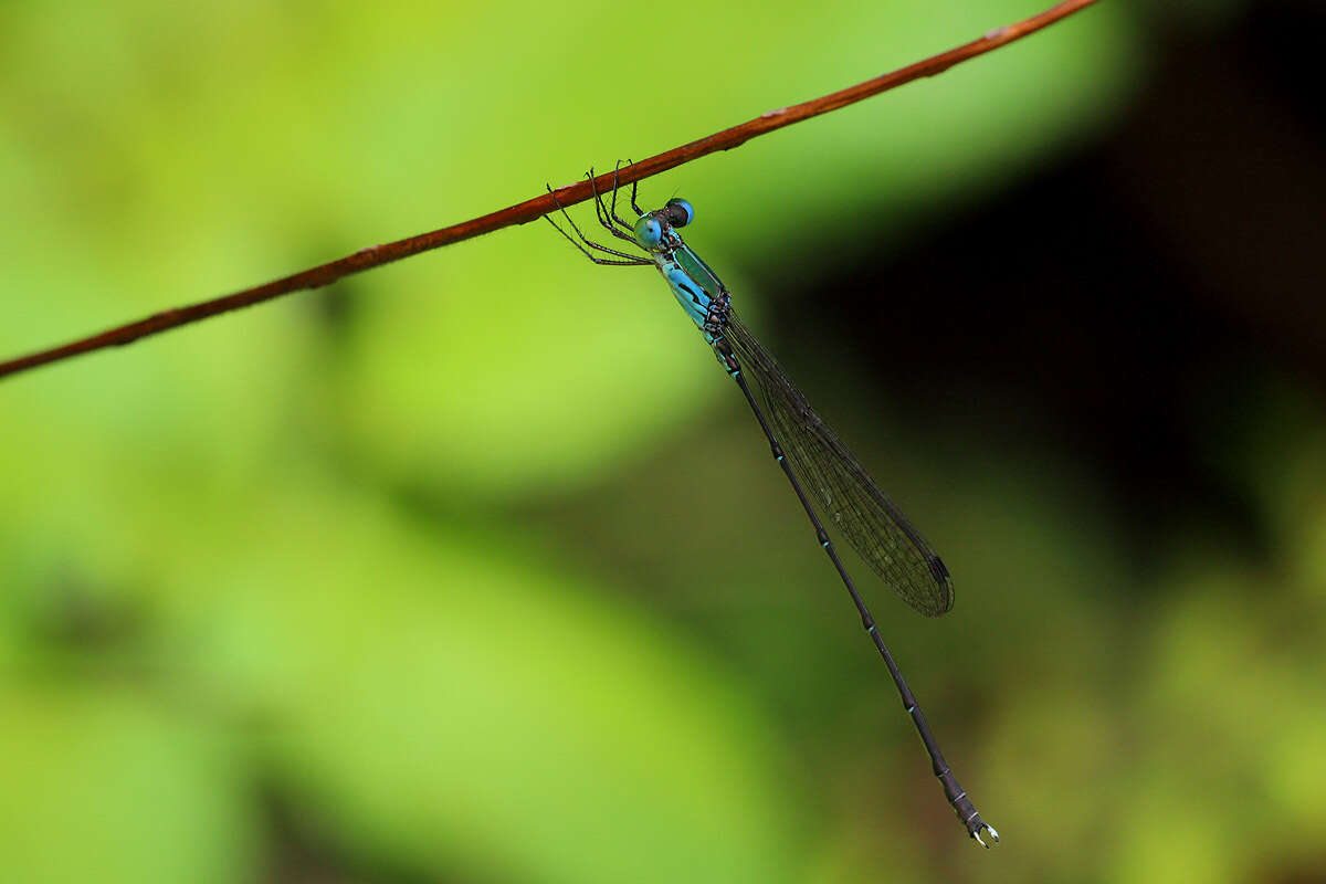 Image of Indolestes vitiensis (Tillyard 1924)