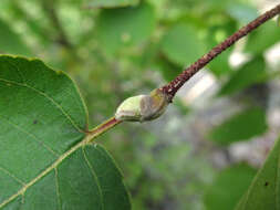 Слика од Betula ermanii var. lanata Regel