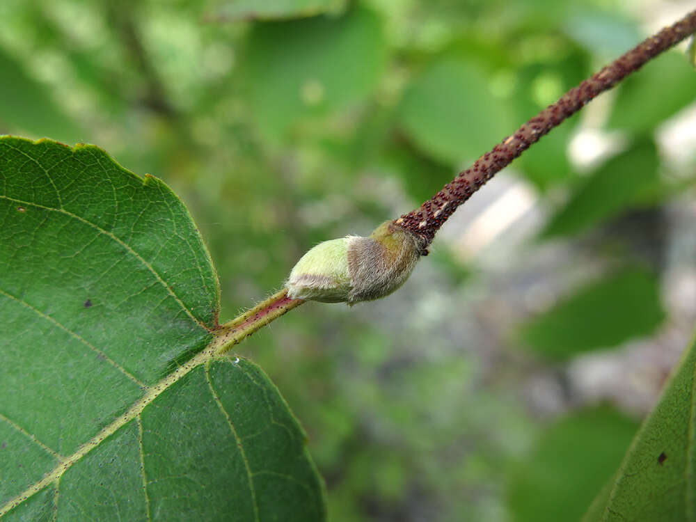 Betula ermanii var. lanata Regel resmi