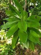 Alstonia macrophylla Wall. ex G. Don resmi