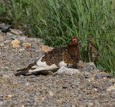 Imagem de Lagopus lagopus (Linnaeus 1758)