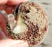 Image of austral scallop