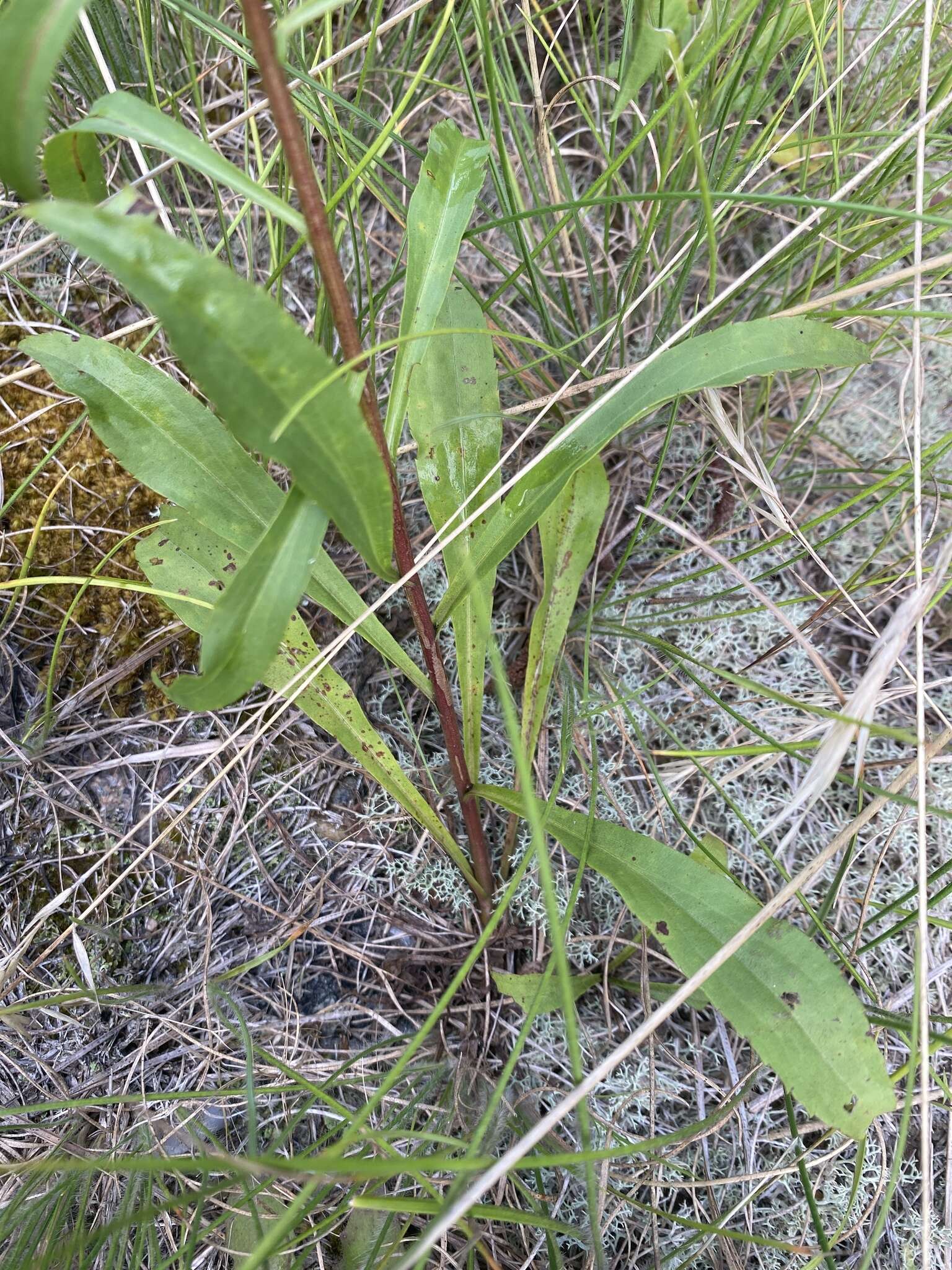 Image of Small's goldenrod