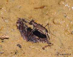 Image of Cicindela (Cicindelidia) tenuisignata Le Conte 1851