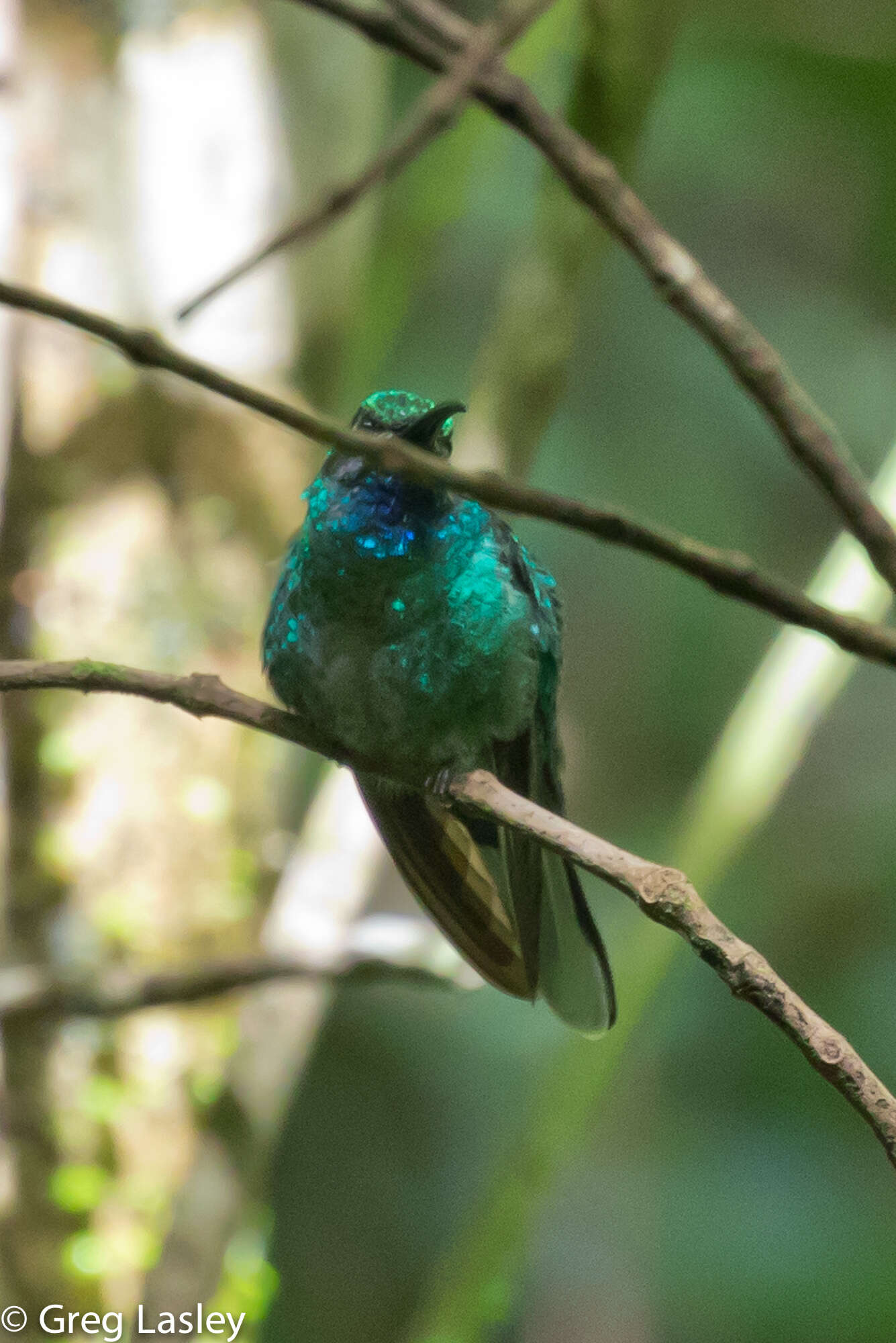 Image of White-tailed Sabrewing