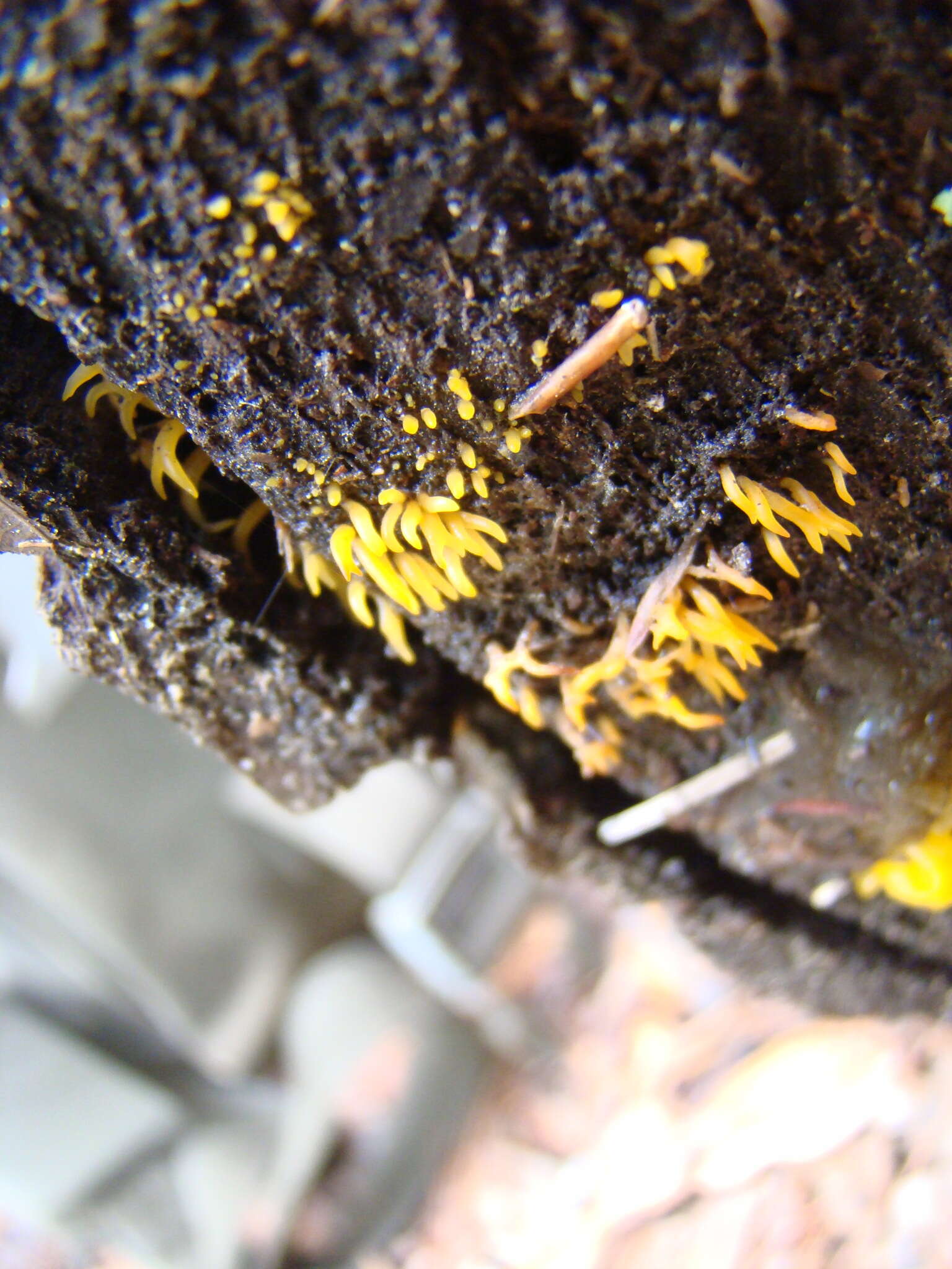 Image de Calocera furcata (Fr.) Fr. 1827