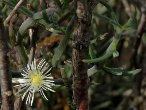 Image of Mesembryanthemum geniculiflorum L.