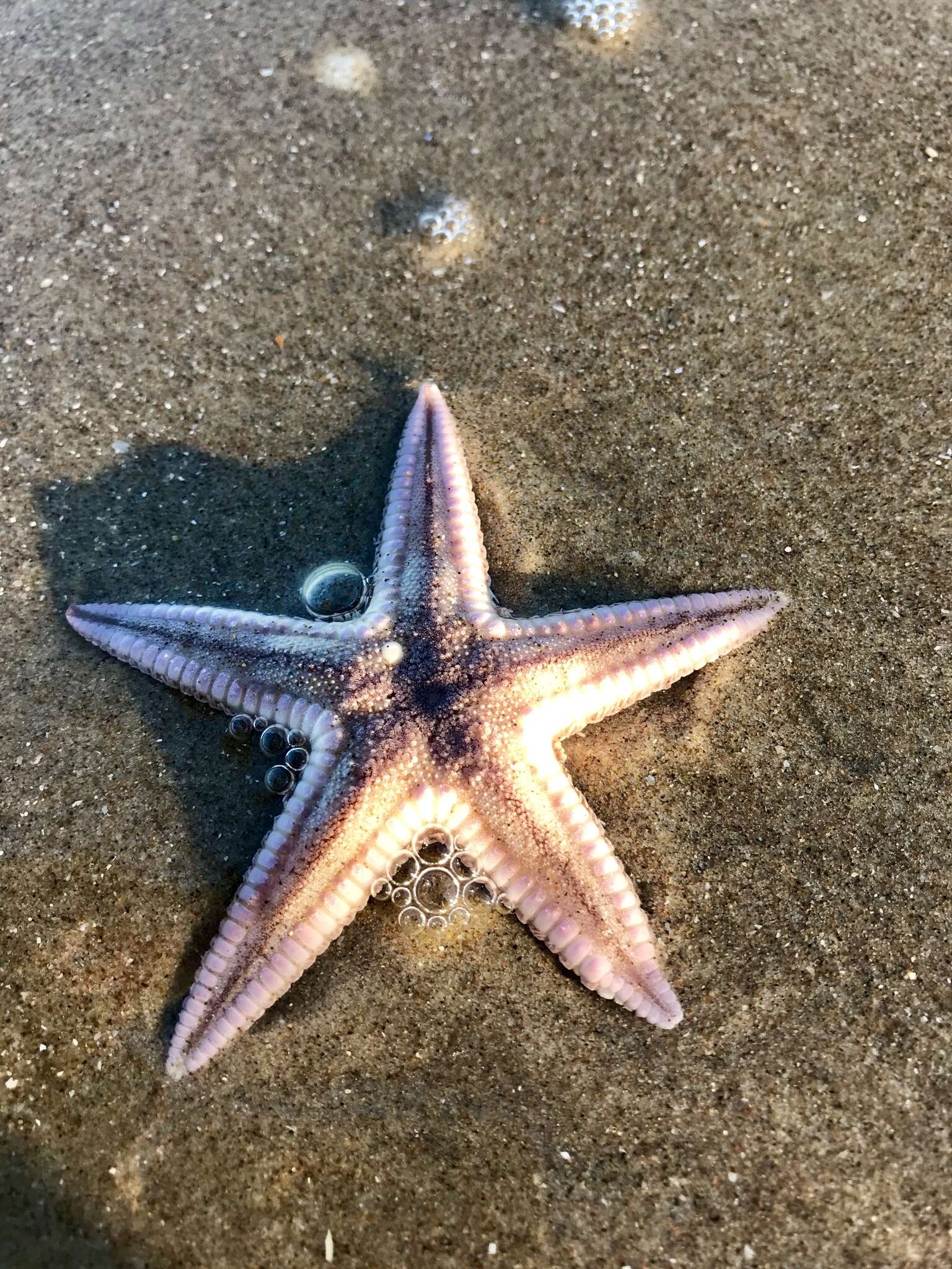 Image of Two-spined sea star