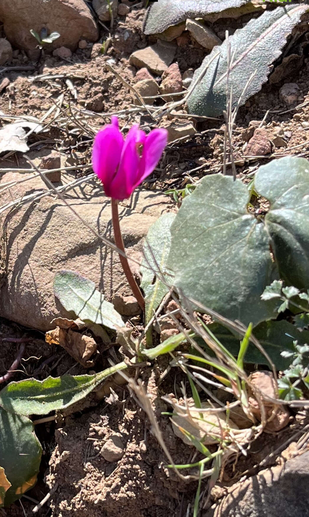 Image of Cyclamen rhodium subsp. vividum (Grey-Wilson) J. Compton & Culham