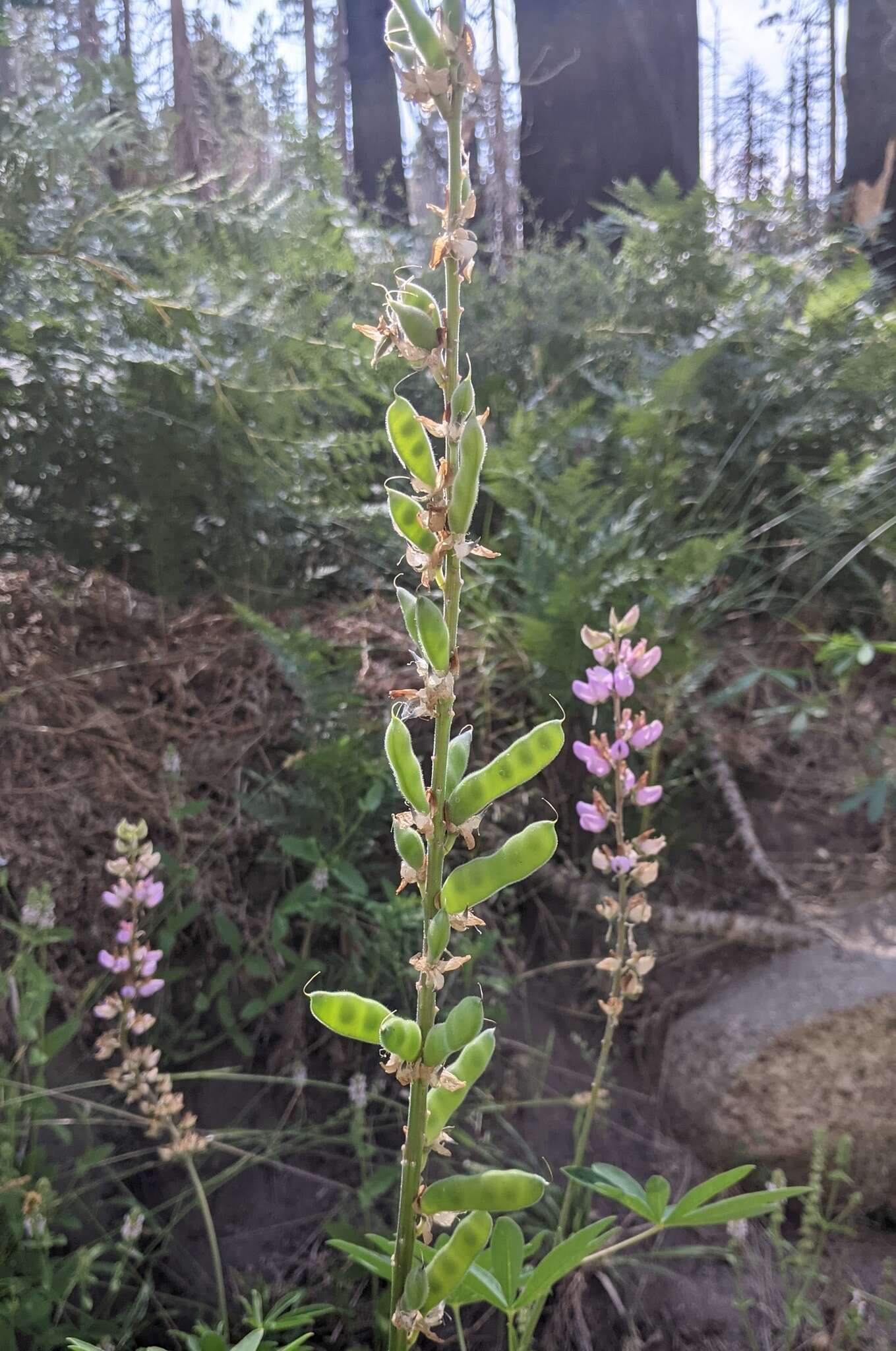 Sivun Lupinus latifolius subsp. parishii (C. P. Sm.) P. Kenney & D. B. Dunn kuva