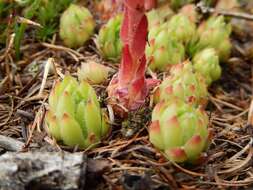 Image of Sempervivum montanum subsp. montanum