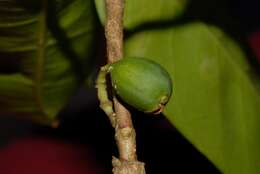 Image of Coffea humblotiana Baill.