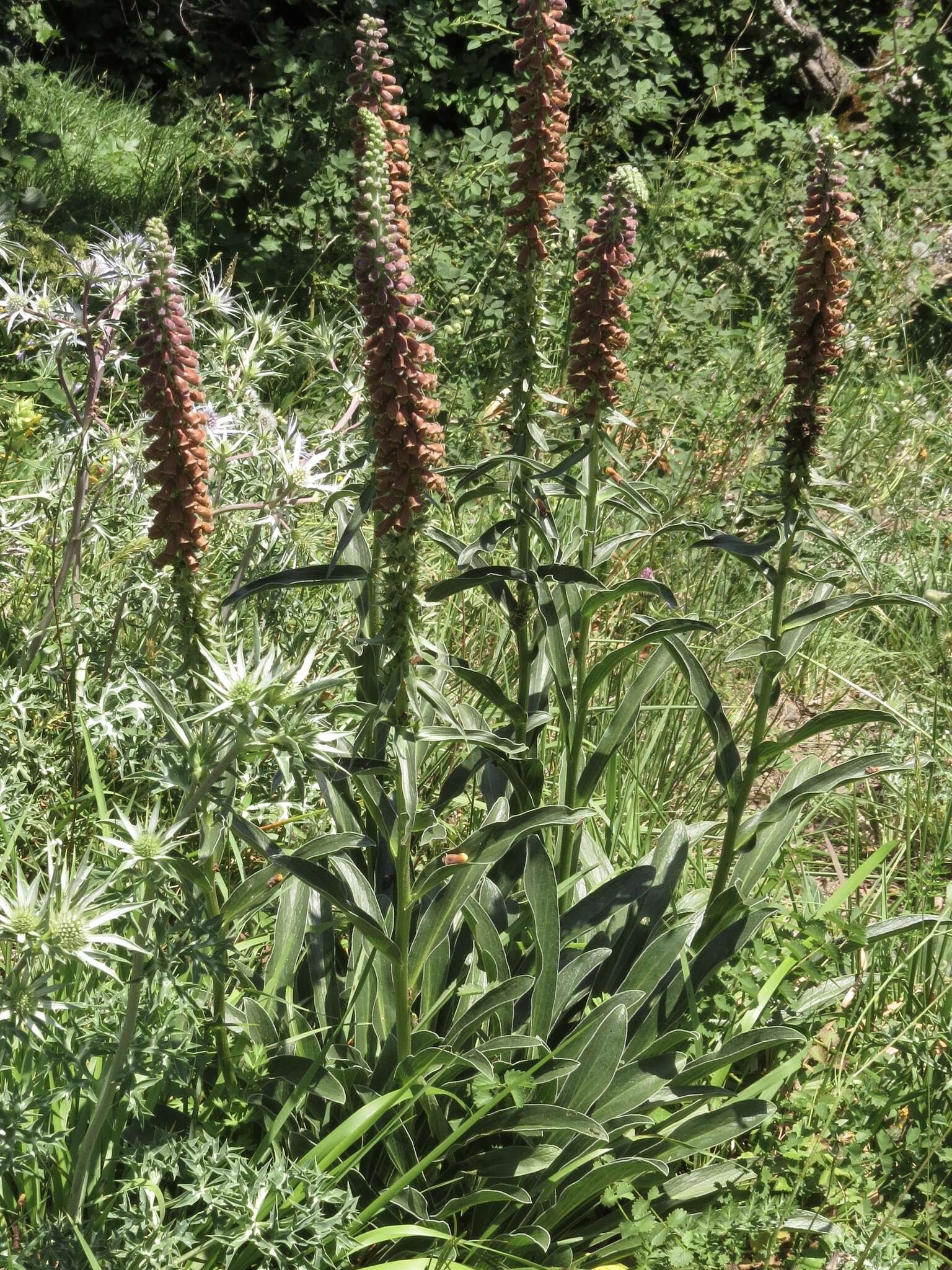 Image of Digitalis parviflora Jacq.