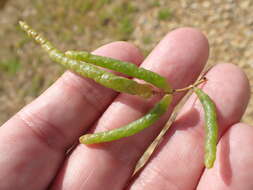 Image of Salicornia procumbens Sm.