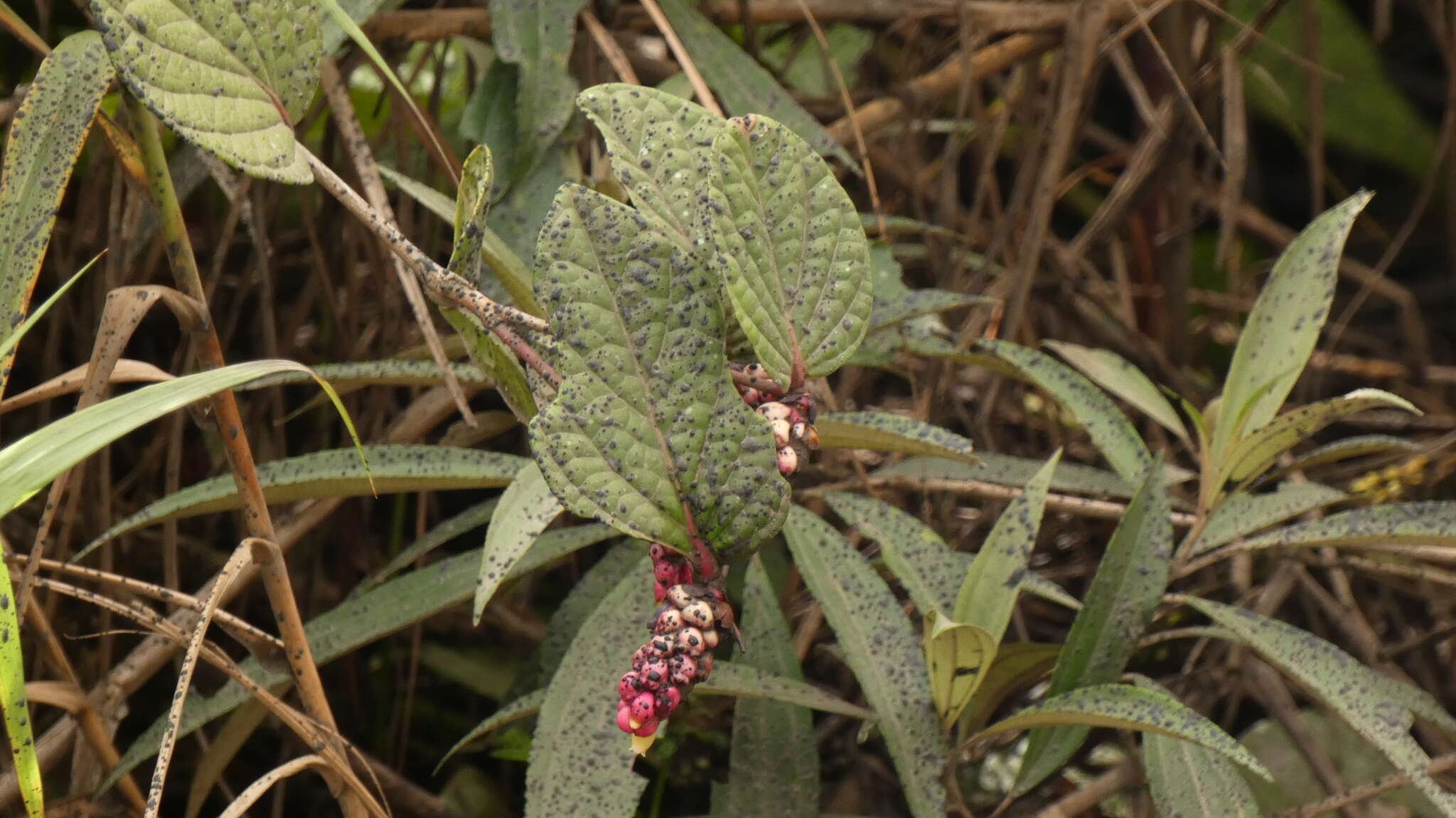 صورة Cavendishia axillaris A. C. Sm.