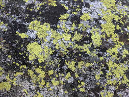 Image of lecanora map lichen