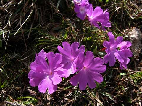 Image of Primula wulfeniana Schott