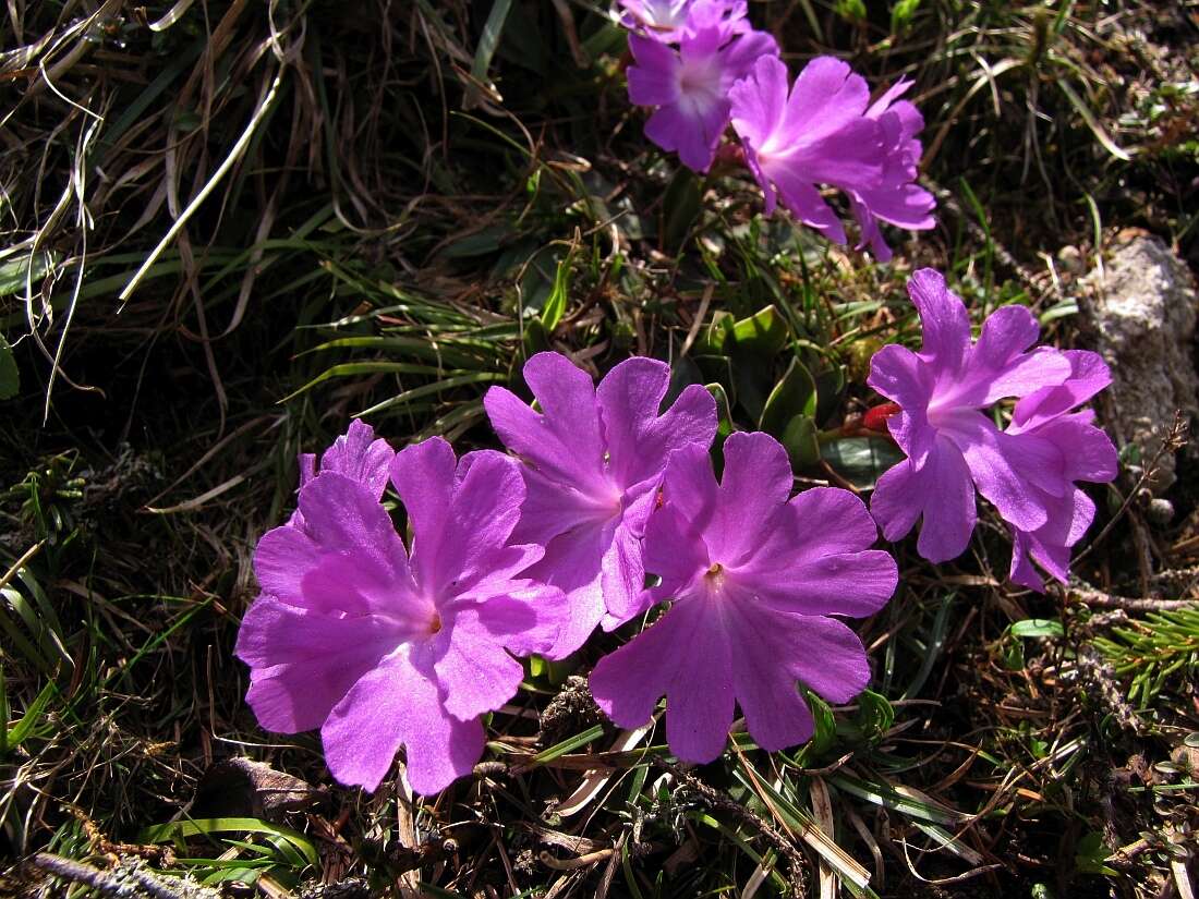 Image of Primula wulfeniana Schott