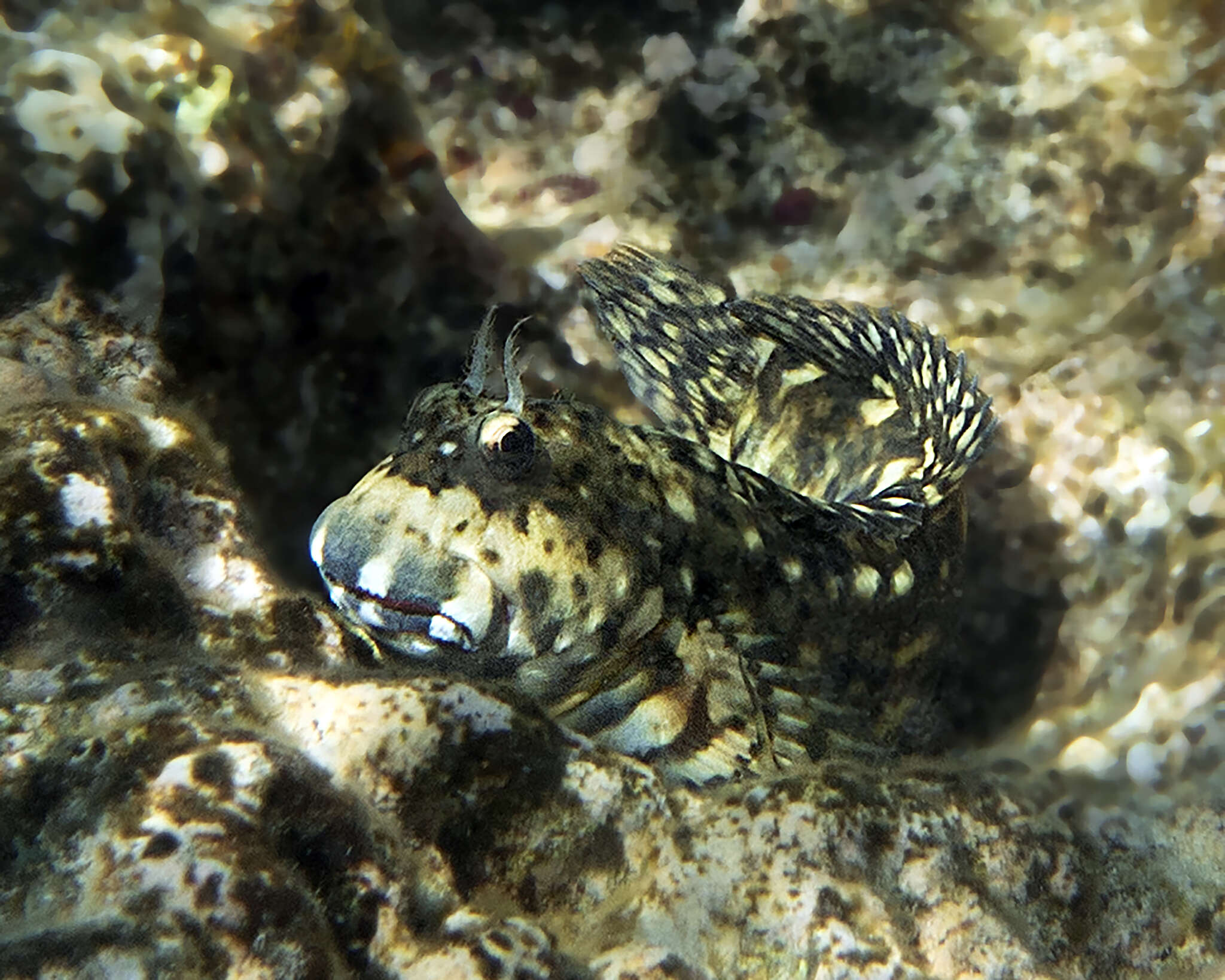 Image of Wavy lined blenny