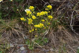 Image of alpine draba