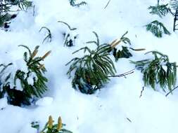 Imagem de Dendrolycopodium obscurum (L.) A. Haines