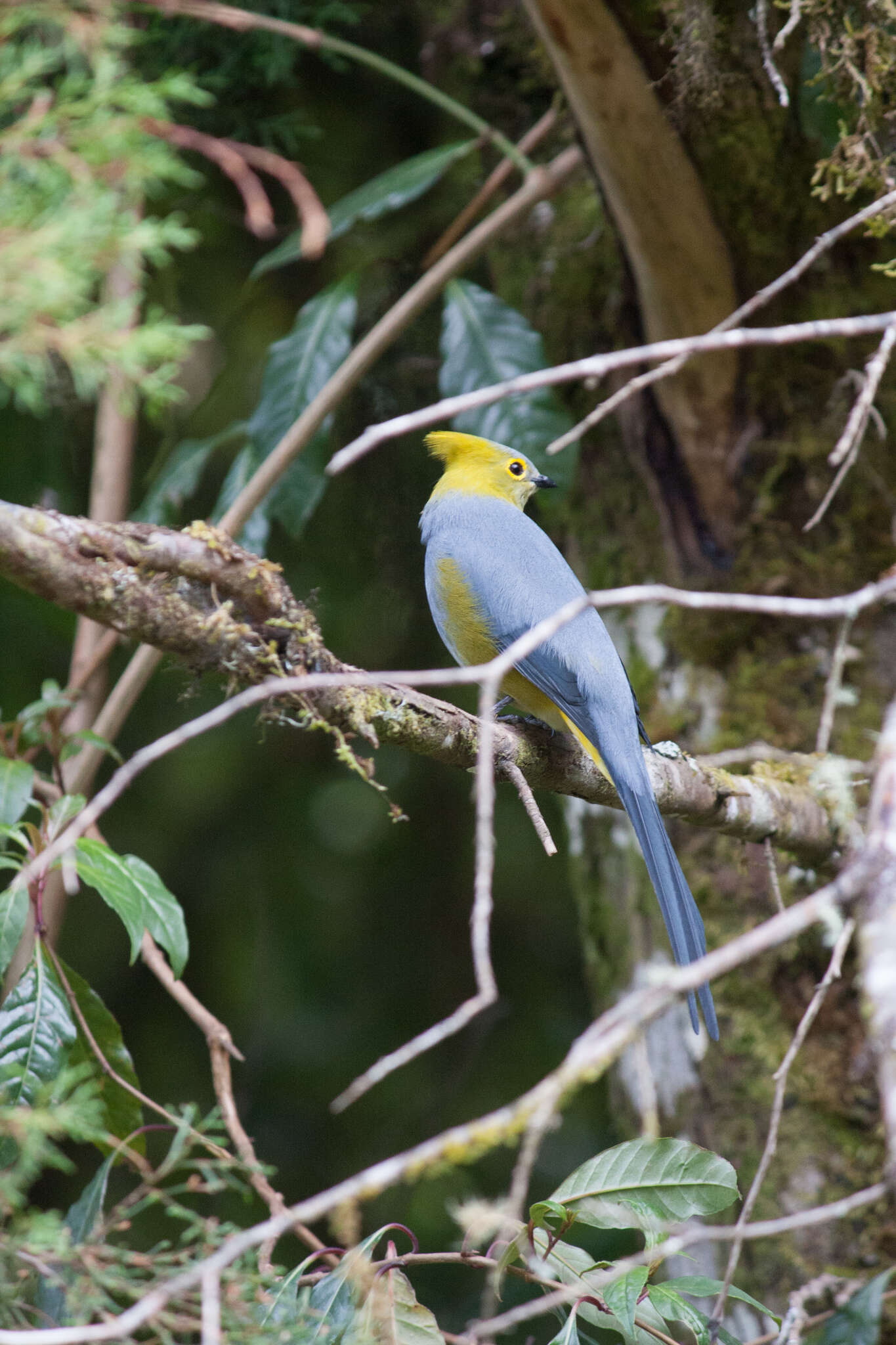 Image of Long-tailed Silky-flycatcher