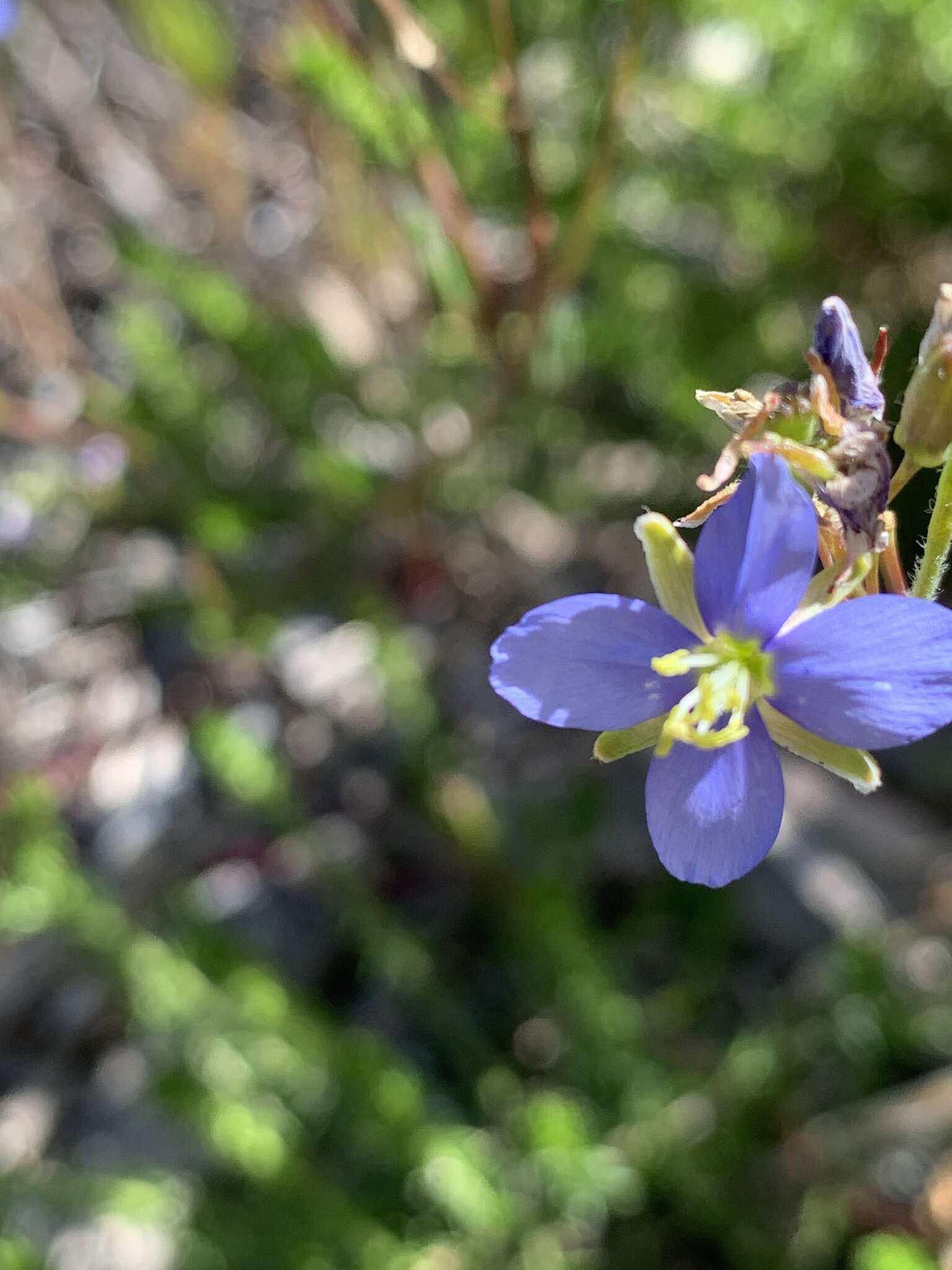 Image of Heliophila linearis var. linearis