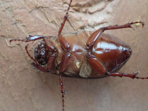 Image of Phyllophaga (Phyllophaga) anxia (Le Conte 1850)